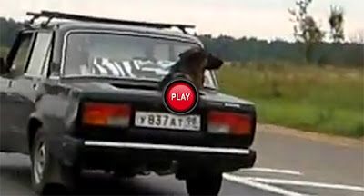 Video: ecco come si trasporta il proprio cane in Russia