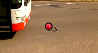 VIDEO: il piccione più coraggioso del mondo!