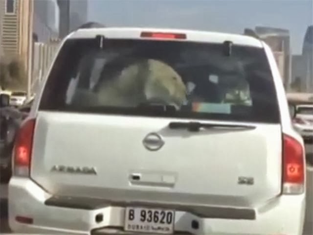 Dubai: a spasso in auto con un leone