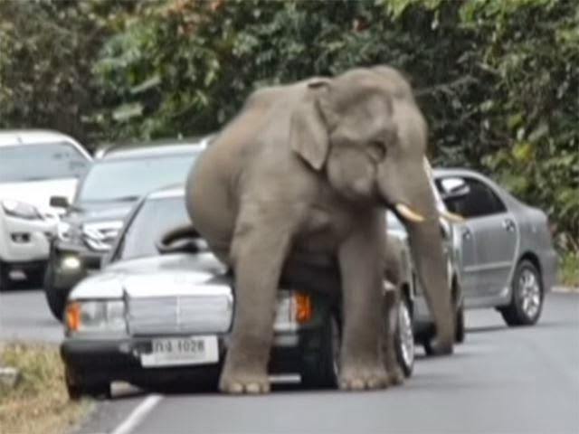 Quando si incontra un elefante in strada (VIDEO)